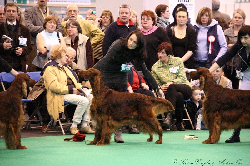 Crufts2011_2 045.jpg